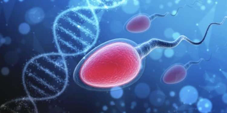 Spermatosel Nedir? Spermatosel Neden Olur? Spermatosel Tedavisi